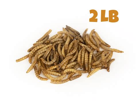 Dried Mealworms 2 Lb — Mealworms By The Pound