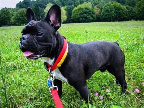 French bulldog is one of the world most beloved dog breeds yet the number of this dog breed is quite few. 10 London Dog Meetups For You & Your Dog