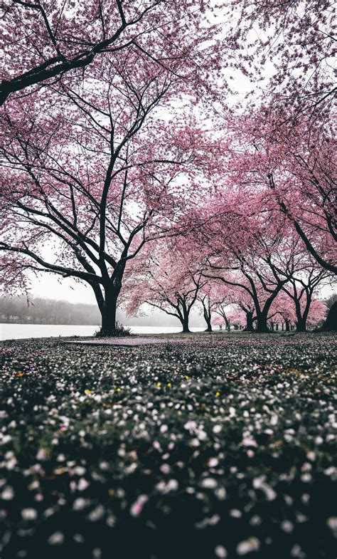 Top 100 Cherry Blossom Tree 4k Wallpaper Wallpaper Quotes