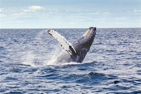 Whale Breaching Ocean Sea Life Wallpaper Coolwallpapersme