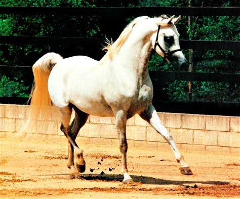 A Brief History Of The Arabian Horse In Australia Arabian Horse