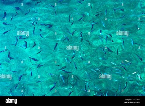Little Fishes In The Crystal Clear Turquoise Water In Croatia Stock