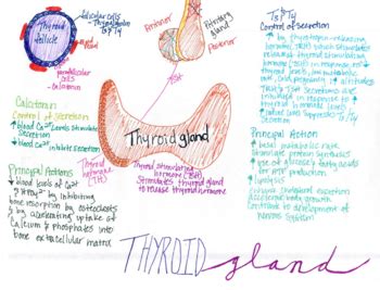 Endocrine System Concept Map Tagged Endocrine System Thyroid Gland My Xxx Hot Girl