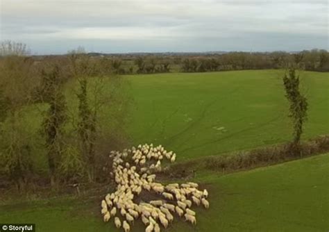 Video Shows How Sheep Are Herded Using A Drone Daily Mail Online
