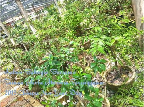Savesave katak puru for later. Kebun Bahagia Bersama: Katak Puru dalam Pasu