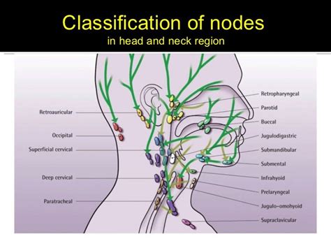 Lymph Node Back Of Neck Anatomy Lymph Nodes In Face And Neck Buoy