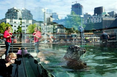 Seattle Aquariums Harbor Seals Get A New Home