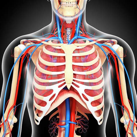 Upper Body Anatomy Photograph By Pixologicstudioscience Photo Library