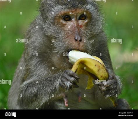 Mono Banana Fotografías E Imágenes De Alta Resolución Alamy