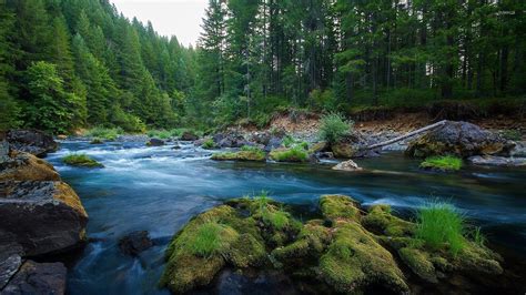 Forest River 2 Wallpaper Nature Wallpapers 46210
