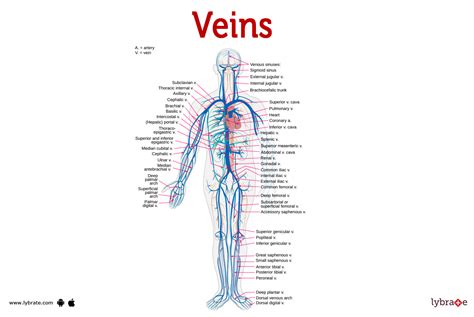 Veins Image Human Anatomy Picture Functions Diseases And Treatments