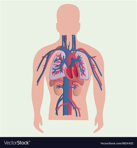 Medical Human Organs Royalty Free Vector Image