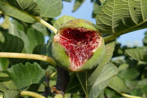 Smochine Perioadă de coacere cultivare și secretul pe care puțini îl știu despre fructul de