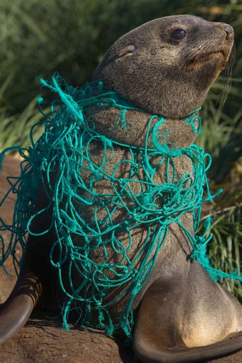 How Marine Debris Is Impacting Marine Animals And What We Can Do About