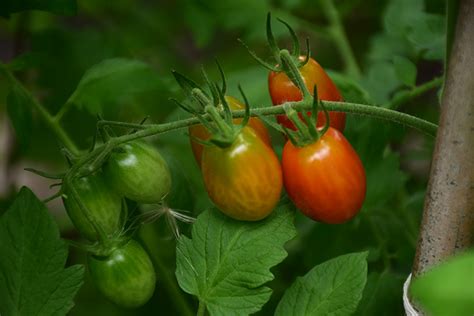 Sweet Million Tomato Solanum Lycopersicum Sweet Million In