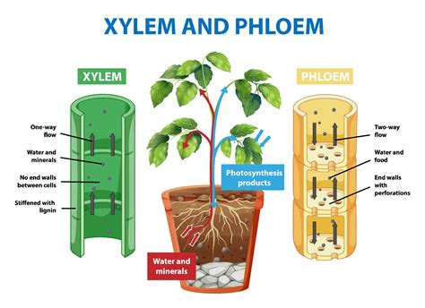 Diagram Showing Xylem And Phloem Of Plant 1993001 Vector Art At Vecteezy