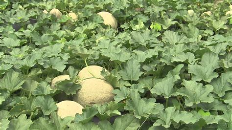 Maybe you would like to learn more about one of these? Cantaloupe - Growing - YouTube