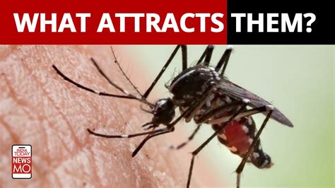 Why Do Mosquitoes Bite Some People More Than Others India Today