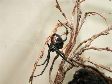 Pet Poison Helpline Black Widow Spider Poisoning In Pets
