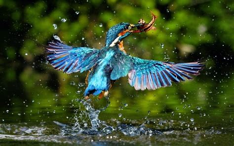 17 Kingfisher Bird Hd Images Pictures Wallpaper Hd Collections