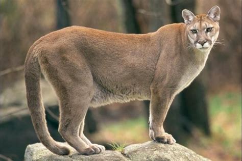 Puma Curiosidades Características Dónde Vive Qué Come Y Fotos