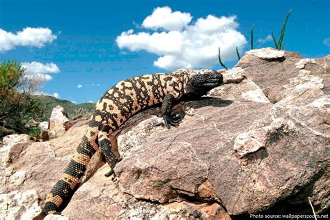 Interesting Facts About Gila Monsters Just Fun Facts