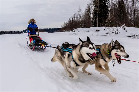 Dog Mushing On The Frozen Tanana River Fairbanks Alaska Usa Sirius