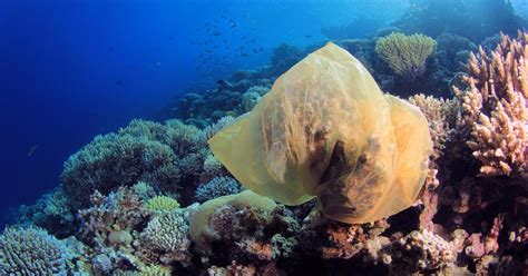 Plastic Trash Is Killing Coral Reefs Heres How We Can Still Save Our