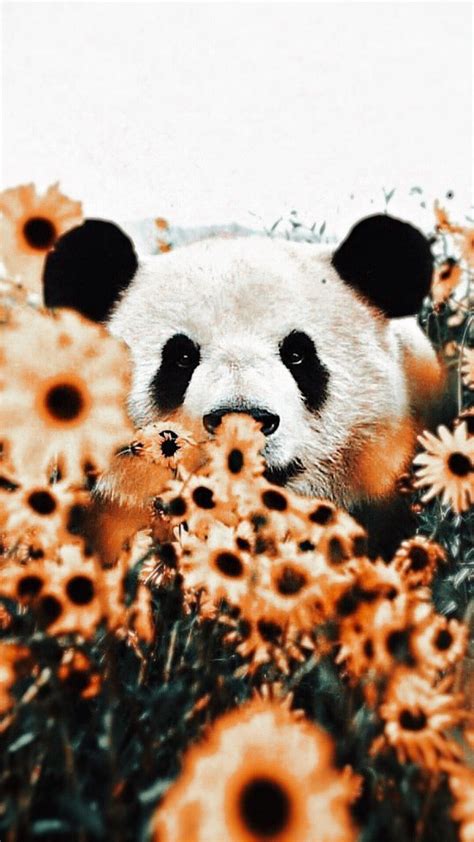 Panda Pfp🐼 In 2022 Cute Animals Images Really Cute Dogs Cute Animals