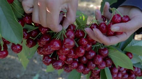 The Story Of Oregon Cherries Youtube