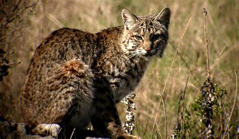 Amazing Facts About The Bobcat Onekindplanet Animal Education