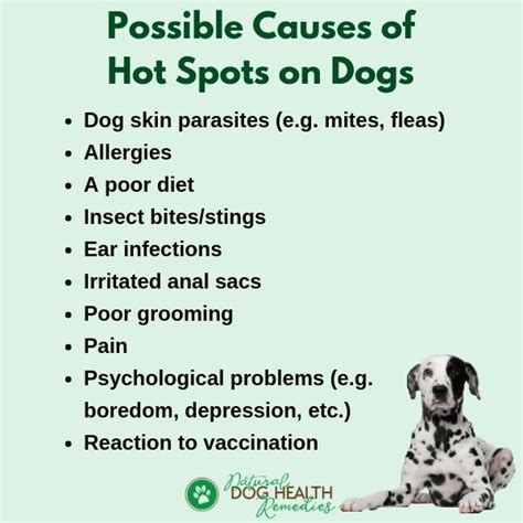 Find Out The Common Causes Of Dog Hot Spots Dog Hot Spots Dog Skin