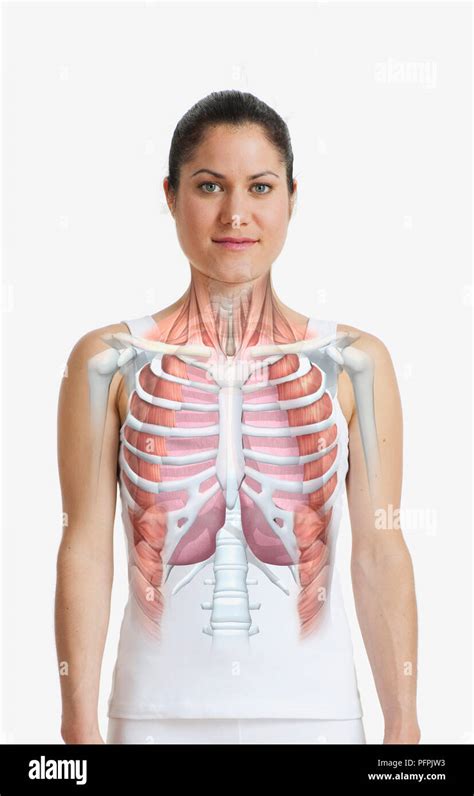 Rib Cage Diagram With Organs Organs Side Right Internal Free Learn