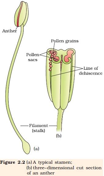 ncert class xii biology chapter 2 sexual reproduction in flowering plants aglasem schools