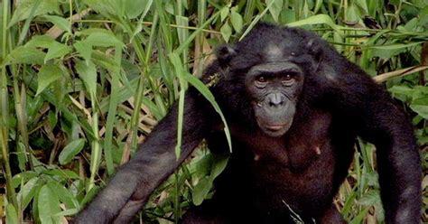 Nova Can The Bonobo Get The Apple Season 35 Episode 7 Pbs