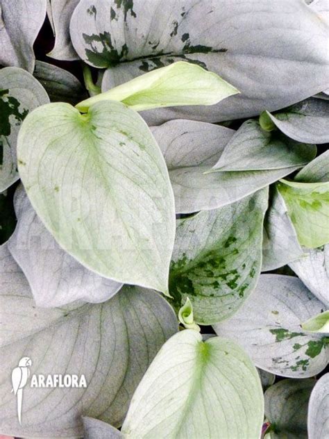 Related to epipremnum aureum, but had foliage spotted with silver. Scindapsus pictus Silver Hero #scindapsus in 2020 | Plants ...