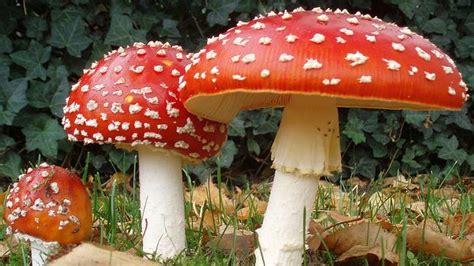 Magic Mushrooms Among The Safest Illicit Drugs Study