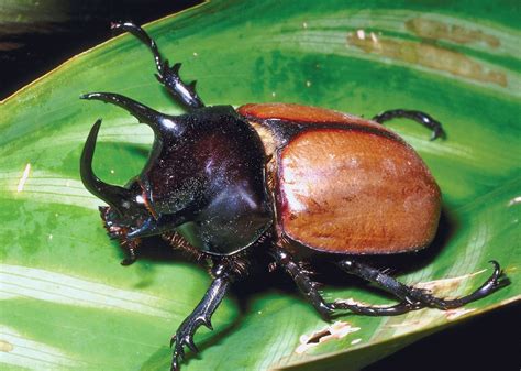 Rhinoceros Beetle Insect Dynastes Species Britannica