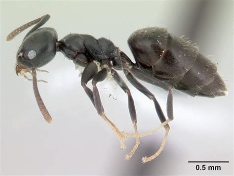 White Footed Ant Technomyrmex Albipes 360