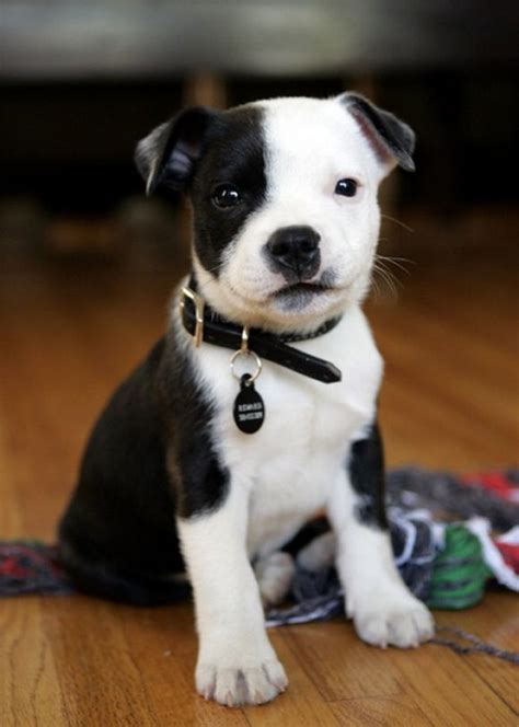 Cute black and white puppy~ | Aww~: | Pinterest | Kiss, Animal and Dog