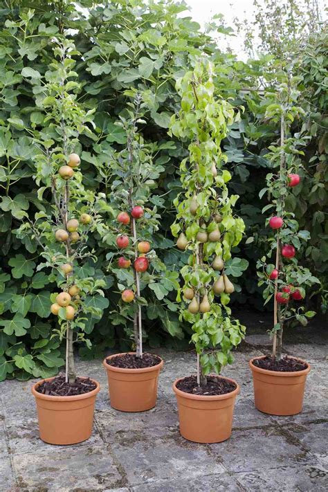 Fruit Trees Home Gardening Apple Cherry Pear Plum Plant Fruit