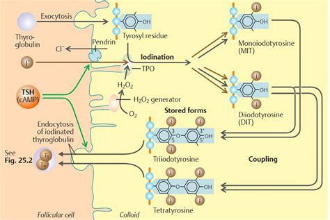 Thyroid Hormones Physiology An Illustrated Review