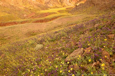 Wildflowers Death Valley National Park California Photos By Ron
