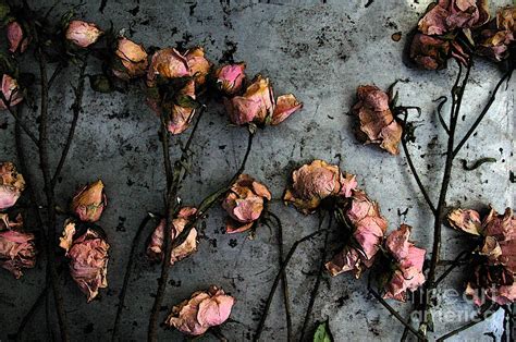 Dead Roses 5 Photograph By Kathi Shotwell Fine Art America