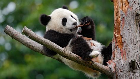 Bilder Großer Panda Ein Bär Ast Ein Tier 1920x1080
