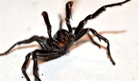 Whats The Most Poisonous Spiders In The World Pest Aid