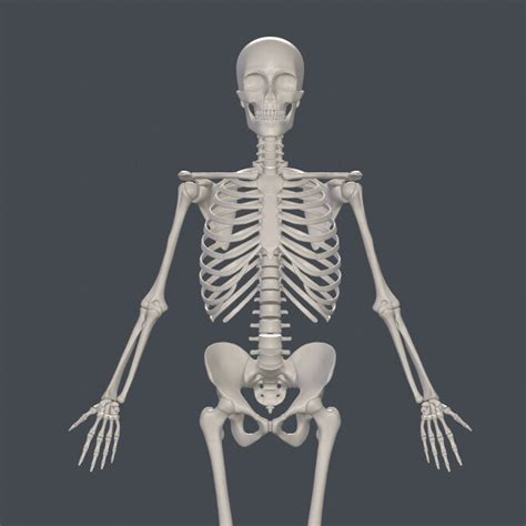 Artstation Human Skeleton