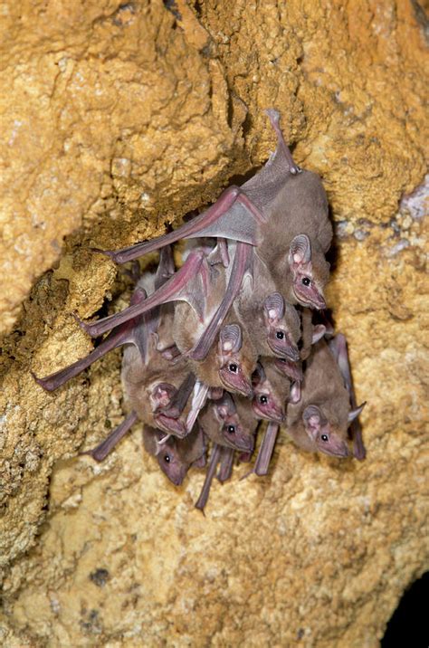 African Sheath Tailed Bats Photograph By Ivan Kuzmin Pixels