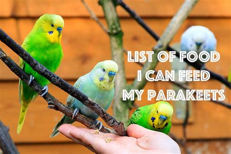 Parakeets can eat oranges, and it's perfectly safe and healthy for them to do so. Tasty treats for your parakeet to eat! #parakeets | Pet ...