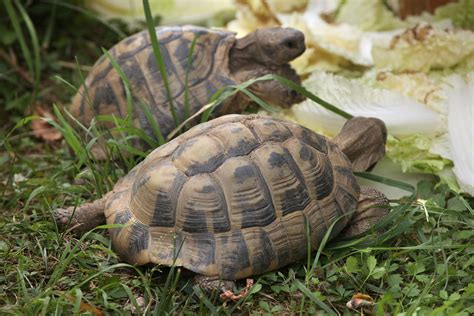 You don't want to get bored with your turtle (or for your turtle so the first decision you need to make is whether you should get a turtle in the first place. Get to Know the Russian Tortoise - Sulcata Tortoise